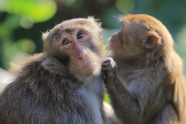 maymun Kam Shan Country Park, Kowloon, Hong Kong