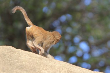 maymun Kam Shan Country Park, Kowloon, Hong Kong