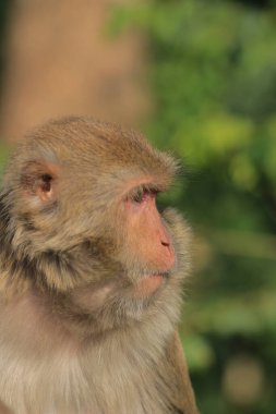maymun Kam Shan Country Park, Kowloon, Hong Kong