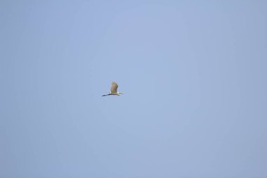 the flying bird at sky, the hong kong