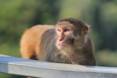A monkey in Kam Shan Country Park, Kowloon, HK