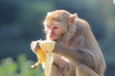 maymun Kam Shan Country Park, Kowloon, Hong Kong