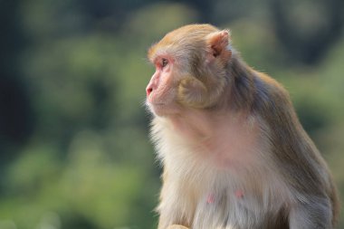 maymun Kam Shan Country Park, Kowloon, Hong Kong
