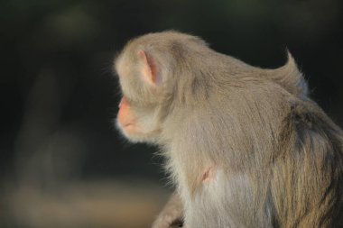 maymun Kam Shan Country Park, Kowloon, Hong Kong