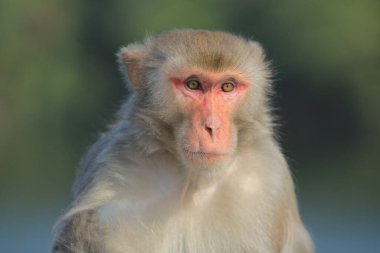 maymun Kam Shan Country Park, Kowloon, Hong Kong