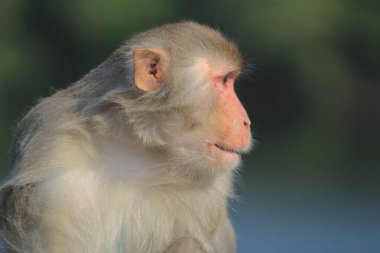 maymun Kam Shan Country Park, Kowloon, Hong Kong