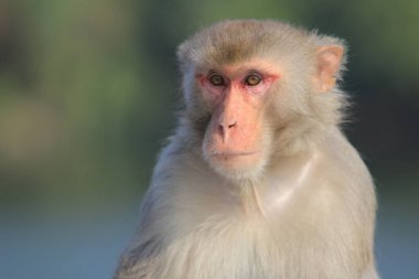 maymun Kam Shan Country Park, Kowloon, Hong Kong