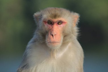 maymun Kam Shan Country Park, Kowloon, Hong Kong