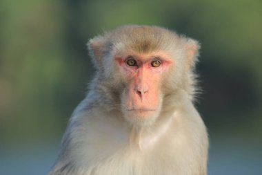 maymun Kam Shan Country Park, Kowloon, Hong Kong