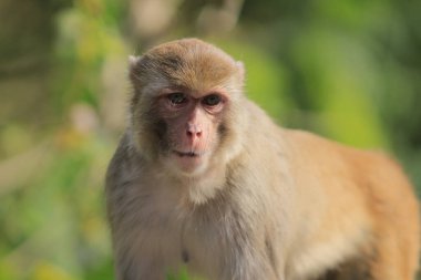 maymun Kam Shan Country Park, Kowloon, Hong Kong
