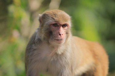 maymun Kam Shan Country Park, Kowloon, Hong Kong