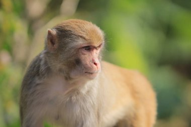 maymun Kam Shan Country Park, Kowloon, Hong Kong