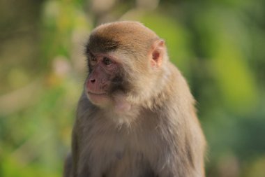 maymun Kam Shan Country Park, Kowloon, Hong Kong