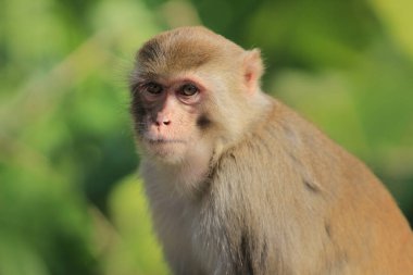 maymun Kam Shan Country Park, Kowloon, Hong Kong