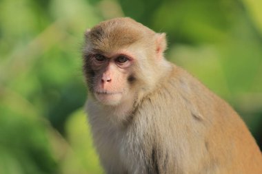 maymun Kam Shan Country Park, Kowloon, Hong Kong