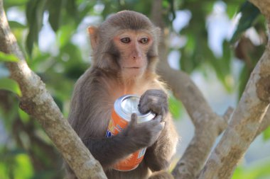 maymun Kam Shan Country Park, Kowloon, Hong Kong