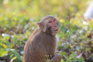 maymun Kam Shan Country Park, Kowloon, Hong Kong