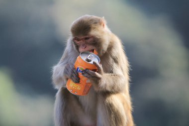 maymun Kam Shan Country Park, Kowloon, Hong Kong