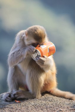 maymun Kam Shan Country Park, Kowloon, Hong Kong