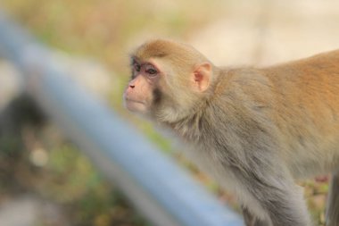 maymun Kam Shan Country Park, Kowloon, Hong Kong