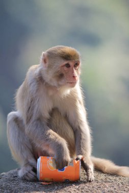 maymun Kam Shan Country Park, Kowloon, Hong Kong