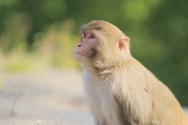 maymun Kam Shan Country Park, Kowloon, Hong Kong