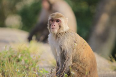 maymun Kam Shan Country Park, Kowloon, Hong Kong
