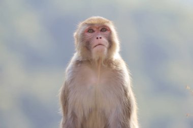maymun Kam Shan Country Park, Kowloon, Hong Kong