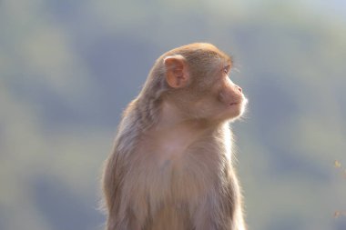 maymun Kam Shan Country Park, Kowloon, Hong Kong