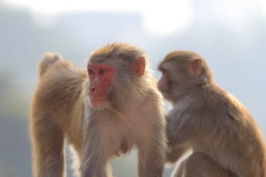 maymun Kam Shan Country Park, Kowloon, Hong Kong