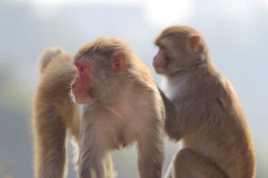maymun Kam Shan Country Park, Kowloon, Hong Kong