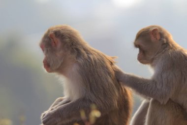 maymun Kam Shan Country Park, Kowloon, Hong Kong