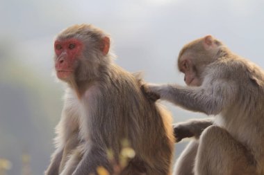 maymun Kam Shan Country Park, Kowloon, Hong Kong