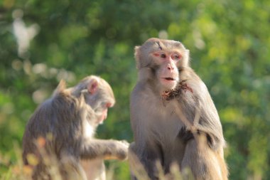 maymun Kam Shan Country Park, Kowloon, Hong Kong