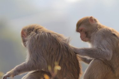 maymun Kam Shan Country Park, Kowloon, Hong Kong