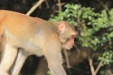 maymun Kam Shan Country Park, Kowloon, Hong Kong
