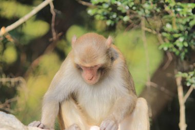 maymun Kam Shan Country Park, Kowloon, Hong Kong