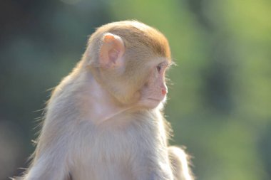 maymun Kam Shan Country Park, Kowloon, Hong Kong
