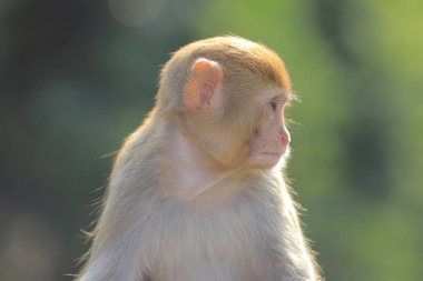 maymun Kam Shan Country Park, Kowloon, Hong Kong