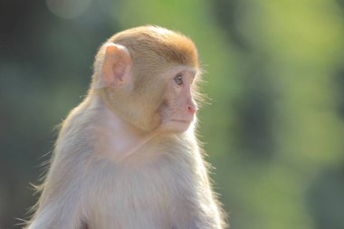 maymun Kam Shan Country Park, Kowloon, Hong Kong