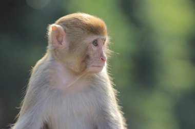 maymun Kam Shan Country Park, Kowloon, Hong Kong