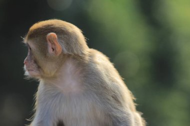 maymun Kam Shan Country Park, Kowloon, Hong Kong