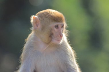 maymun Kam Shan Country Park, Kowloon, Hong Kong