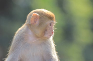maymun Kam Shan Country Park, Kowloon, Hong Kong
