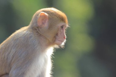 maymun Kam Shan Country Park, Kowloon, Hong Kong