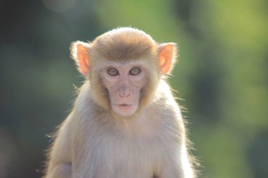maymun Kam Shan Country Park, Kowloon, Hong Kong