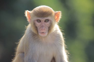 maymun Kam Shan Country Park, Kowloon, Hong Kong