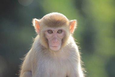 maymun Kam Shan Country Park, Kowloon, Hong Kong