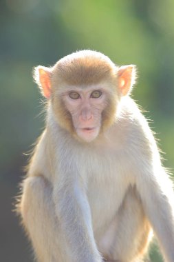 maymun Kam Shan Country Park, Kowloon, Hong Kong
