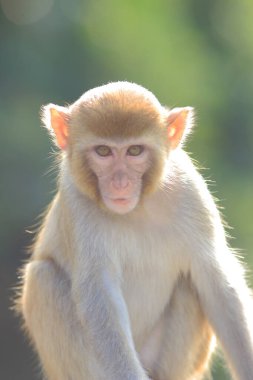 maymun Kam Shan Country Park, Kowloon, Hong Kong